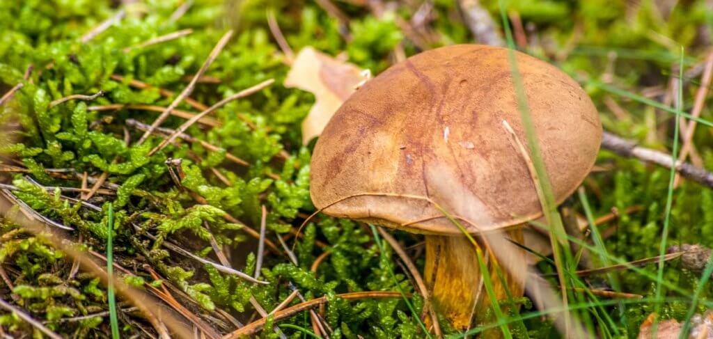 Co znamená že rostou houby?