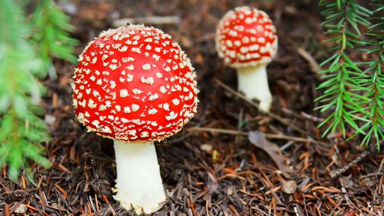 Jak poznat jedovaté houby?