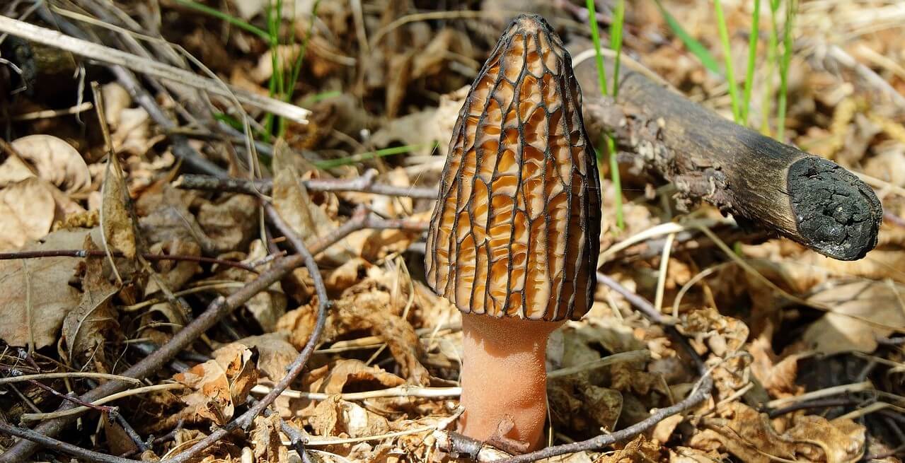 Jaké houby rostou v ČR?