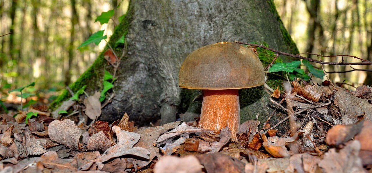 Za jakých podmínek rostou houby?