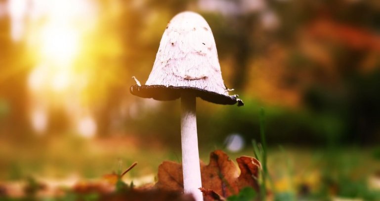 Kdy je nejlepší čas na houby?